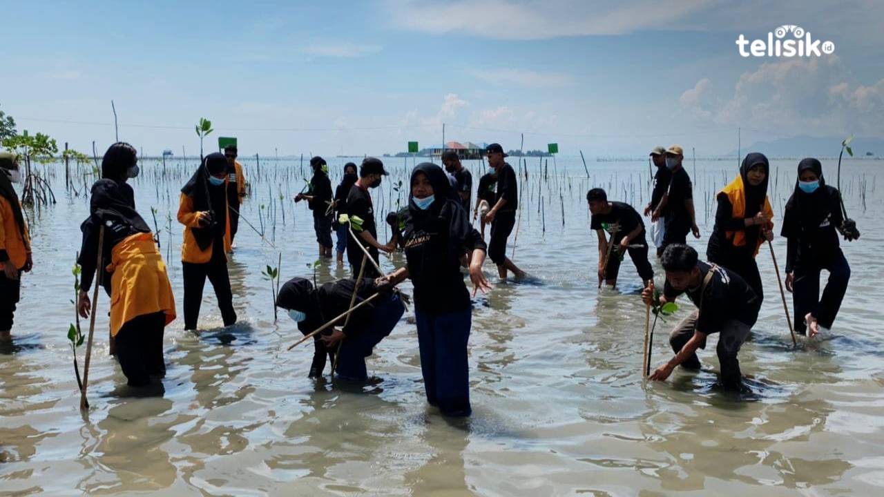 Mahasiswa FHIL UHO saat melakukan penanaman mangrove di Desa Tapulaga, Kecamatan Soropia, Kabupaten Konawe. Foto: Andi Irna Fitriani/Telisik