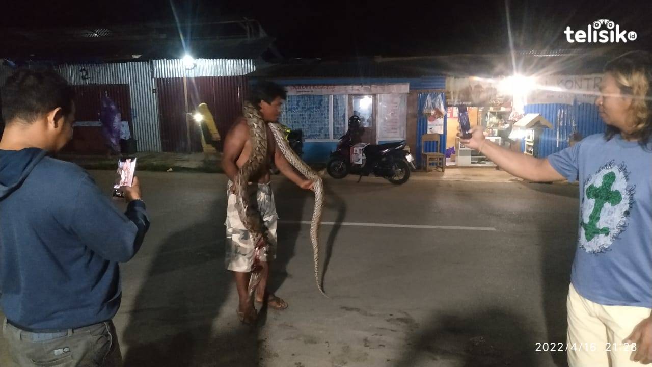 La Safe ketika melilitkan bangkai ular di tubuhnya. Foto: Dheny/Telisik