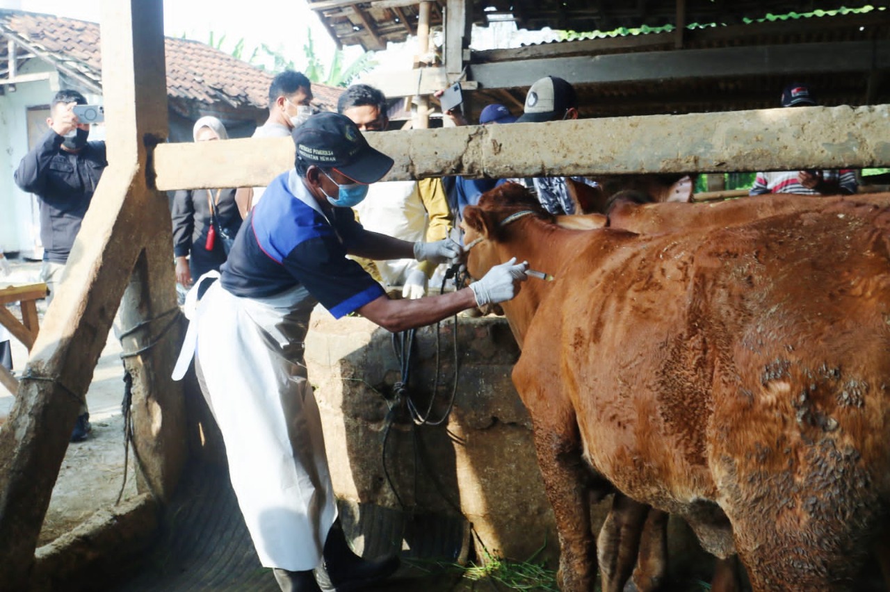 Pemeriksaan hewan ternak di Jawa Timur. Foto: Ist