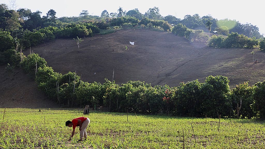 Ilustrasi rehabilitasi hutan dan lahan kritis. Foto : Kompas.id