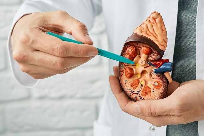 Seorang dokter memperlihatkan cara kerja ginjal. Foto: Repro alodokter.com