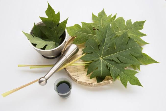 Daun pepaya memiliki banyak manfaat bagi kesehatan tubuh. Foto: Repro shutterstock