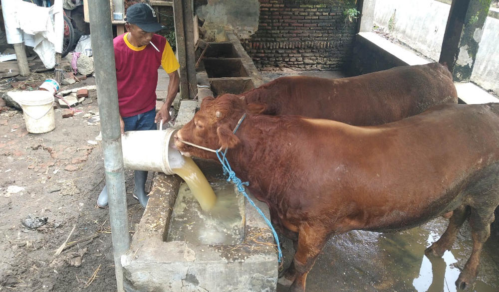 Sapi ternak di Malang siap disuntik vaksin jelang Hari Raya Idul Adha 2022. Foto: Ist