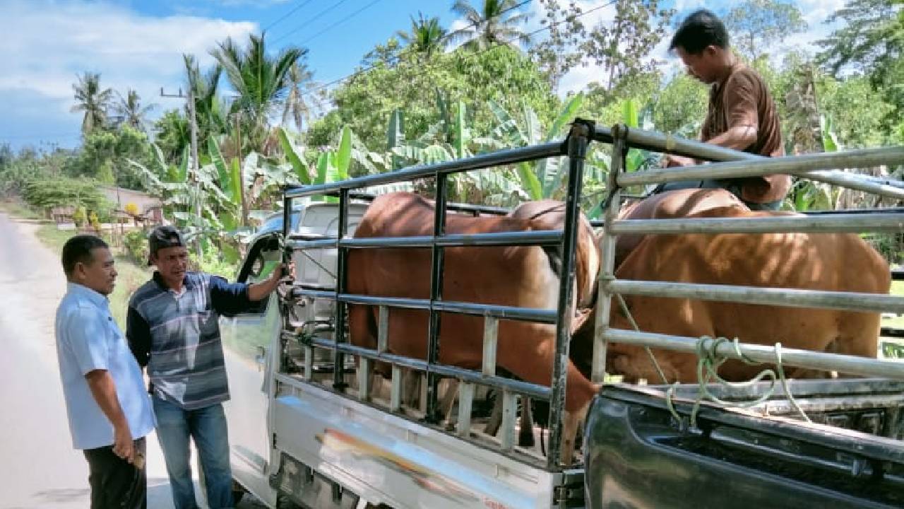 Plt Dinas Peternakan dan Kesmavet Konawe Selatan, Suwardi, saat tengah melakukan sidak di lapangan guna memastikan ketiadaan berbagai penyakit yang bakal masuk di wilayah konawe selatan. Foto: Ist
