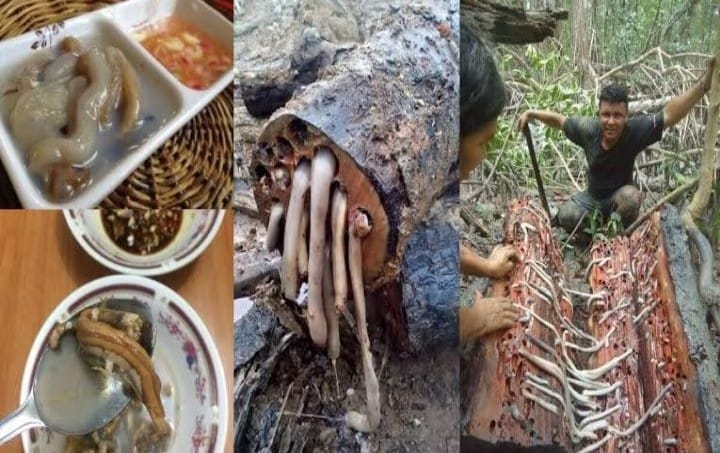 Cacing tambelo, makanan khas yang berasal dari Papua. Foto: Repro ilovehorneo.my