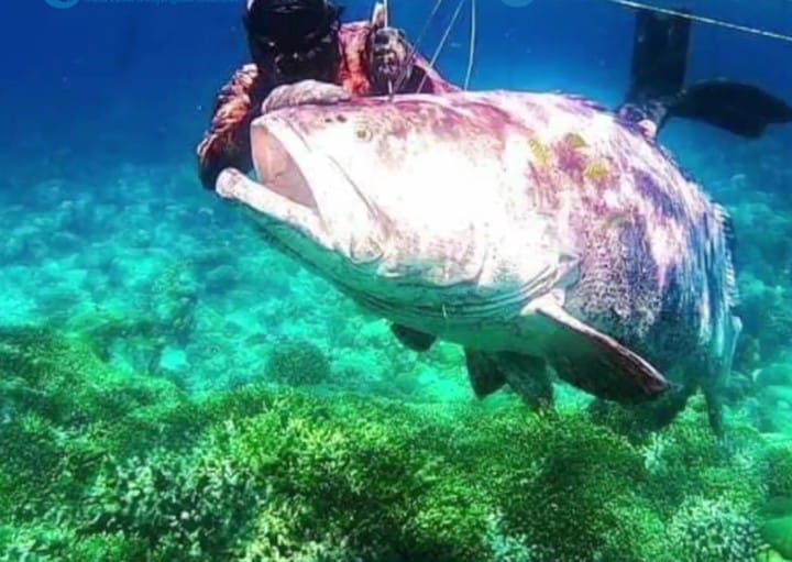 Ikan kerapu raksasa ketika ditangkap oleh nelayan asal Takimpo Pasarwajo, Kabupaten Buton. Foto: Ist.
