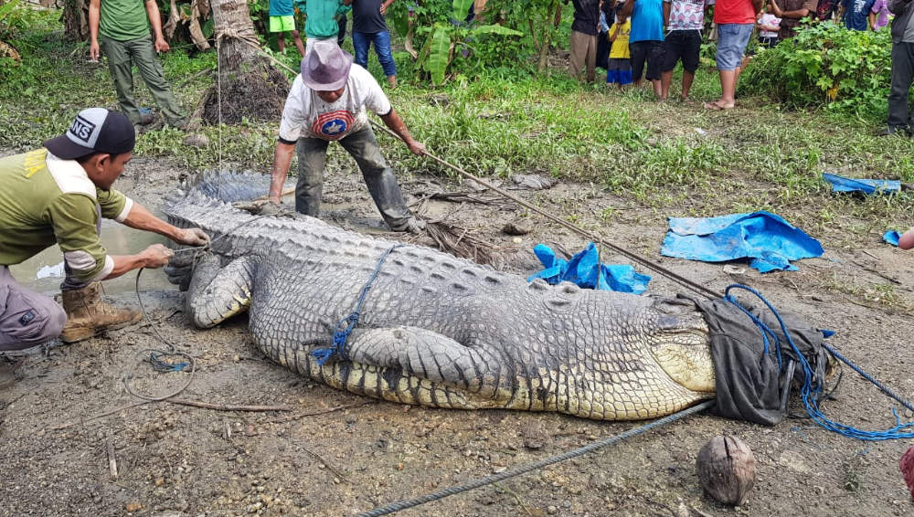 Buaya ukuran 4,5 meter saat dievakuasi oleh masyarakat dan tim BKSDA  Baubau. Sang predator sempat membuat warga Desa Ambuau, Kecamatan Lasalimu, Kecamatan Buton, geger. Foto: Ist