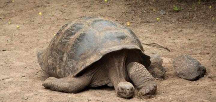 Kura-kura ini disebut ilmuwan mampu hidup hingga 152 tahun. Umur panjang membuat kura-kura ini dapat tumbuh sampai panjang 1,5 meter dan bobot 225 kilogram lebih. Foto: Repro merdeka.com