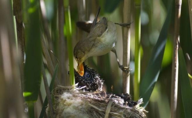 Burung cuckoo (Cuculus canorus) merupakan hewan yang malas dan licik di dunia. Ketika bertelur, induk burung cuckoo tidak bertelur di sarangnya sendiri, tapi di sarang burung lain. Ia menyerahkan tugas mengasuh anaknya kepada burung lain. Foto: Repro idnt