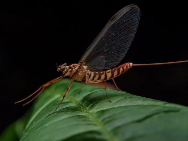 Mayfly atau lalat capung adalah satu hewan dengan usia terpendek, yaitu cuma sehari alias 24 jam saja. Foto: Repro instanusantara.com