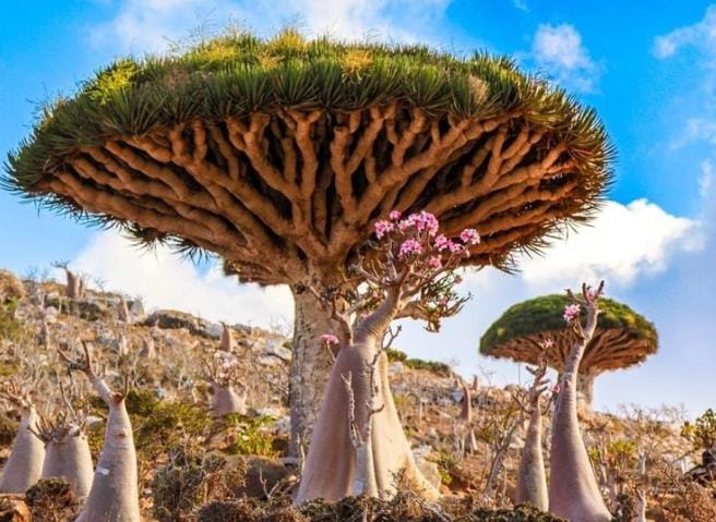 Socotra Island salah satu pulau terpencil yang berada di Yaman, yang berada 380 km di selatan semenanjung Arab dan 240 km sebelah timur ujung tanduk Afrika. Foto: Repro hipwee.com