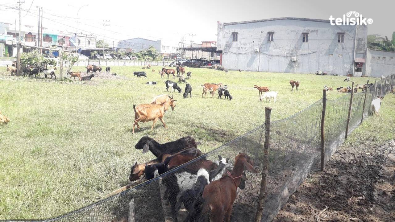 Penyakit Mulut dan Kuku (PMK) mengakibatkan hewan kurban jenis kambing mengalami kenaikan harga dari tahun sebelumnya. Foto: Aris Mantobua/Telisik
