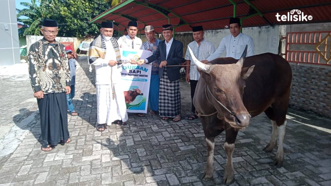 Penyerahan hewan kurban sapi oleh Bupati Wakatobi kepada pengurus masjid. Foto: Boy/Telisik