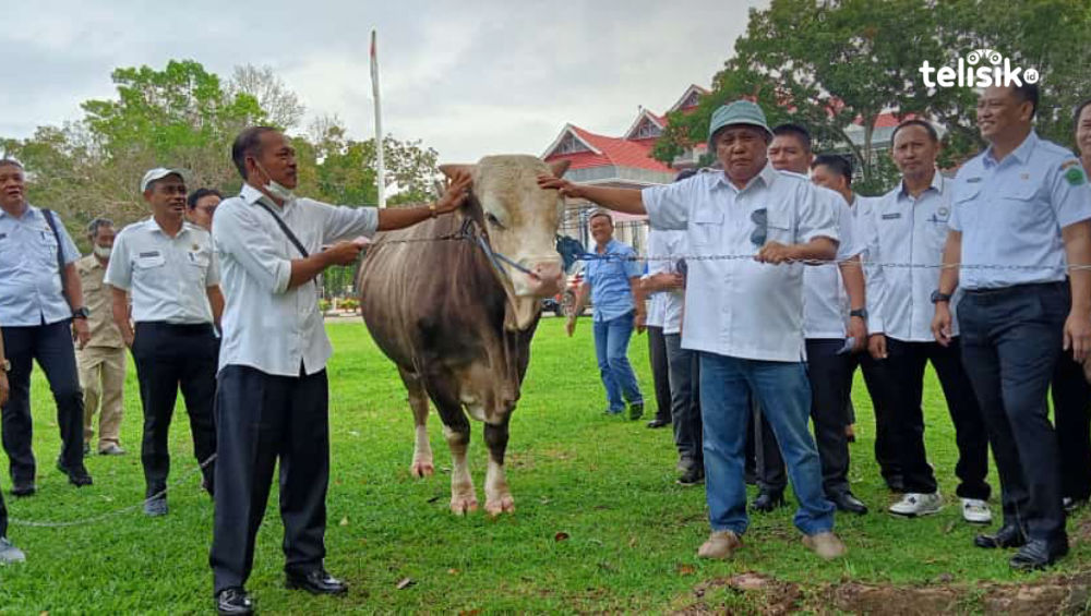 Bupati Konawe, Kery Saiful Konggoasa saat memperkenalkan sapi jenis simental yang dibeli oleh Presiden RI Joko Widodo. Foto: Aris Syam/Telisik