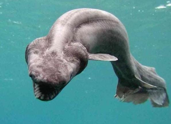 Frilled shark atau hiu berjumbai merupakan salah satu hewan unik yang berbentuk seperti belut. Kini jumlah populasinya tak diketahui secara pasti. Foto: Repro pinterpandai.com