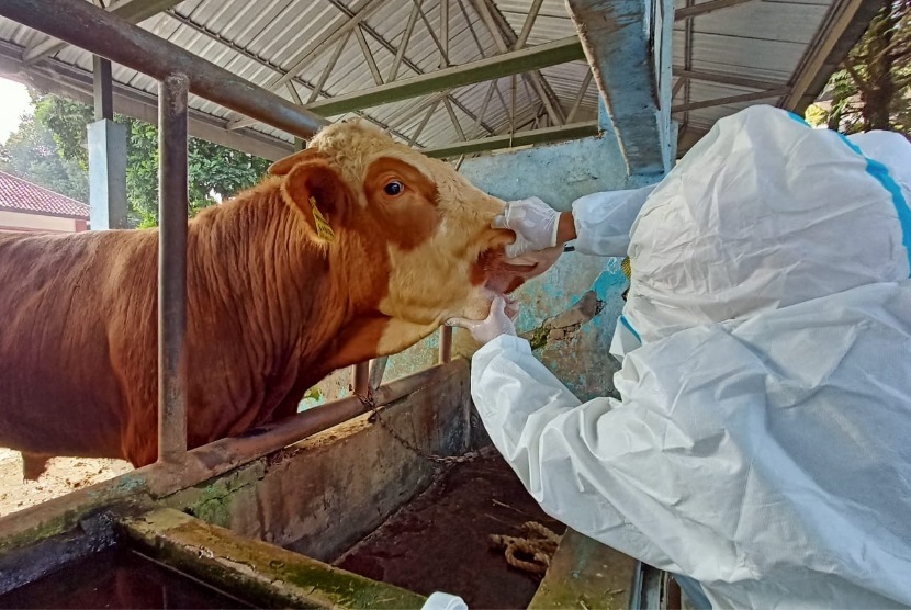 Vaksinasi ternak di Jawa Timur ditargetkan capai 100 persen pada pekan depan. Saat ini, Minggu 10/7/2022) vaksinasi baru mencapai 84 persen. Foto: Ist