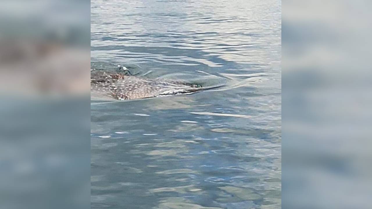 Ikan hiu paus raksasa menampakkan diri di perairan sekitar lingkungan Warumusio Kelurahan Kadolomoko, Kecamatan Kokalukuna, Kota Baubau. Foto: Ist.