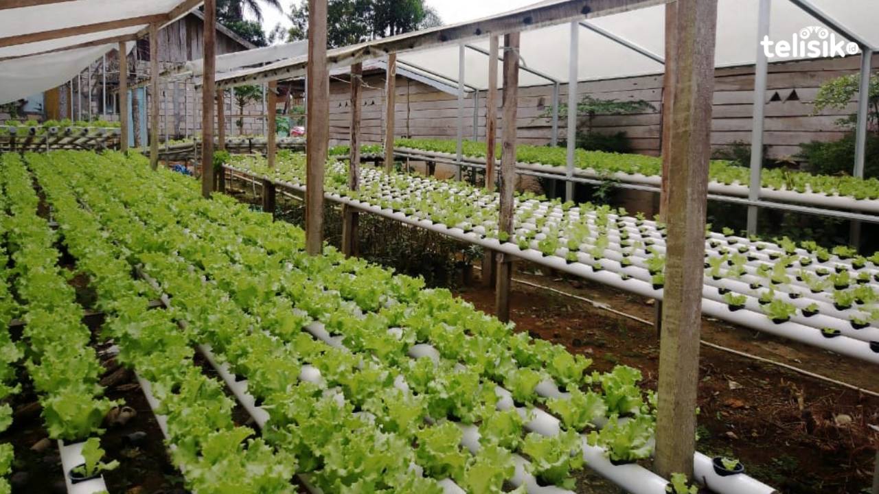Salah satu tanaman hidroponik milik Jamadu yang ditanam di pekarangan di Jalan Sorumba RT 08/RW 03 Kelurahan Bonggoeya Kecamatan Wua-wua Kota Kendari. Foto: Nur Khumairah/Telisik