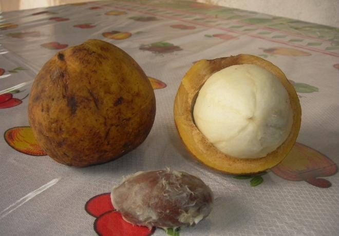 Cupuacu biasa ditemukan di wilayah sungai Amazon, Peru, Brasil, dan Bolivia pada Januari hingga April. Buah ini aman untuk dikonsumsi, bisa juga dimanfaatkan sebagai perawatan kulit dan rambut. Foto: Repro idntimes.com