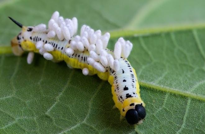 Tawon parasit Glyptapanteles memiliki cara bertelur yang terbilang kejam karena ia menumpang tubuh ulat untuk bertelur. Ketika telur-telur menetas, larva tawon akan memakan cairan tubuh ulat tersebut sebelum mulai keluar. Foto: Repro digstraksi.com