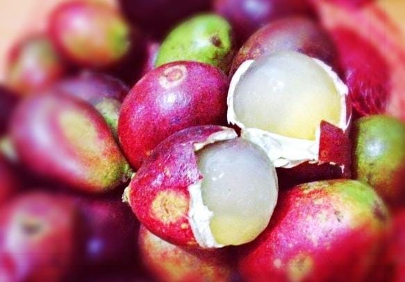 Matoa merupakan buah khas asal Papua, buah ini juga menyerupai buah kelengkeng. Umumnya berbuah hanya sekali dalam setahun pada Juli sampai Oktober. Foto: Repro idntimes.com