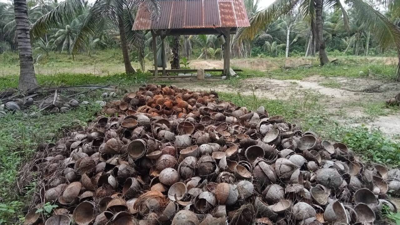 Petani kopra di Desa Lambodi Jaya, Kecamatan Lalembuu tak hanya mengeluhkan kenaikan harga, namun juga kelangkaan pupuk subsidi. Foto: Ist.