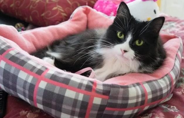 Kucing dan harimau memiliki tubuh yang sangat mirip, bahkan memiliki gen nyaris 100 persen. Foto: Repro notigatos.es