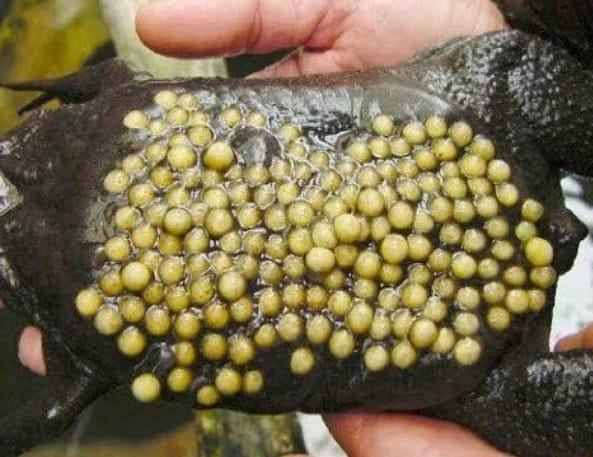 Telur kodok suriname terbilang cukup ekstrim, telur ini tertanam di kulit punggung induknya. Setelah menetas, punggung induknya akan terlihat berlubang. Foto: Repro kaskus.co.id