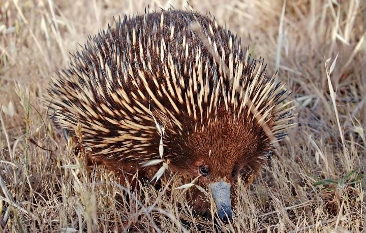 Short-beaked echidna juga dikenal sebagai spiny anteater karena makanannya semut dan rayap, adalah satu dari empat spesies ekidna mamalia yang berkembang biak dengan cara bertelur. Foto: Repro Wikipedia.com
