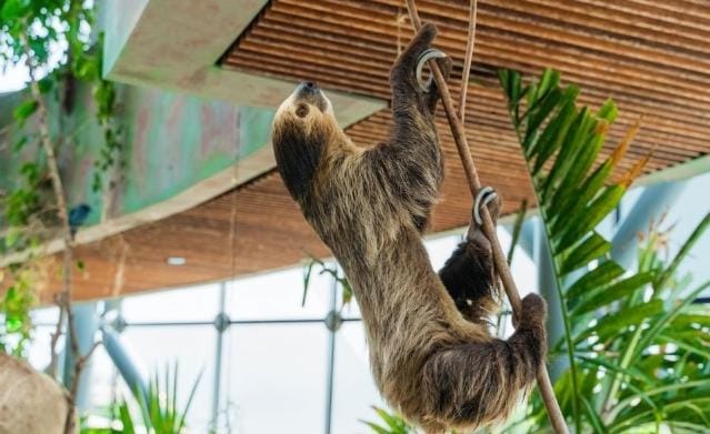 Hewan kungkang melakukan segala sesuatu dalam gerakan lambat. Foto: Repro Idntimes.com