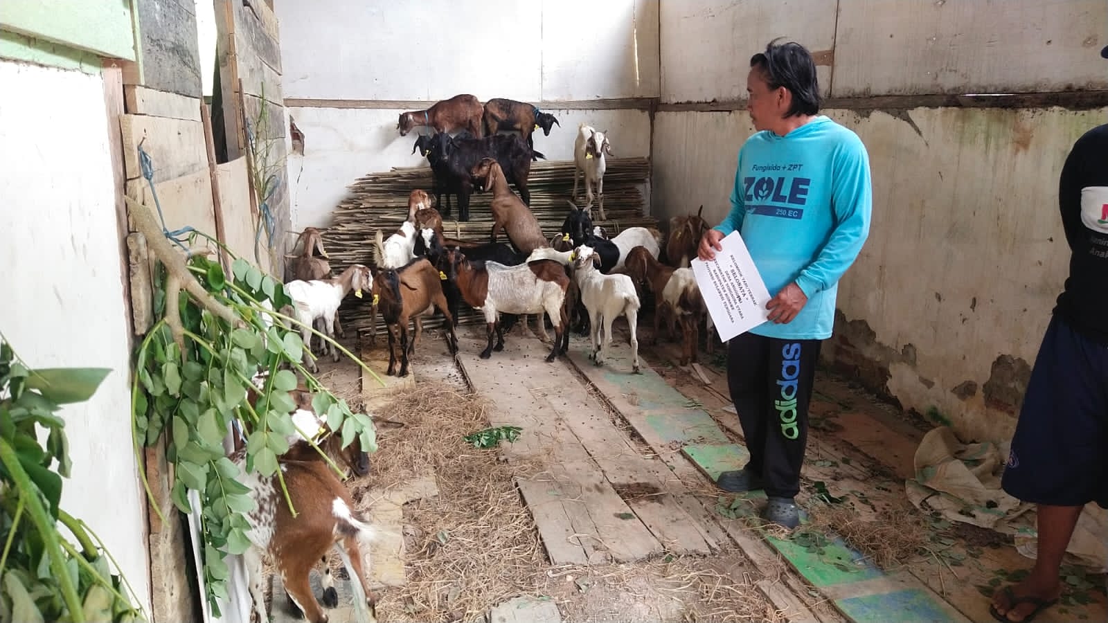 Proses penyaluran bantuan ratusan kambing di 7 kelompok peternak Kabupaten Konawe. Foto: Ist.