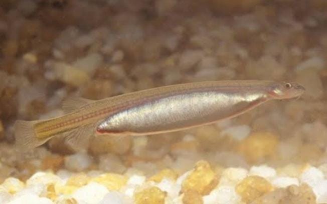 Candiru adalah ikan lele dari genus vandellia. Ikan ini sangat ditakuti karena memiliki reputasi melebihi ikan piranha. Foto: Repro Indozone.id
