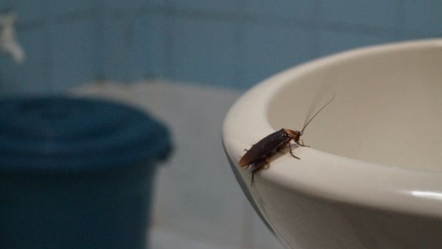 Kecoak tidak memiliki jenis sistem peredaran darah yang sama dengan manusia itulah alasan mengapa ia bisa hidup tanpa kepala selama 9 hari. Foto: Repro Rentokil.co.id