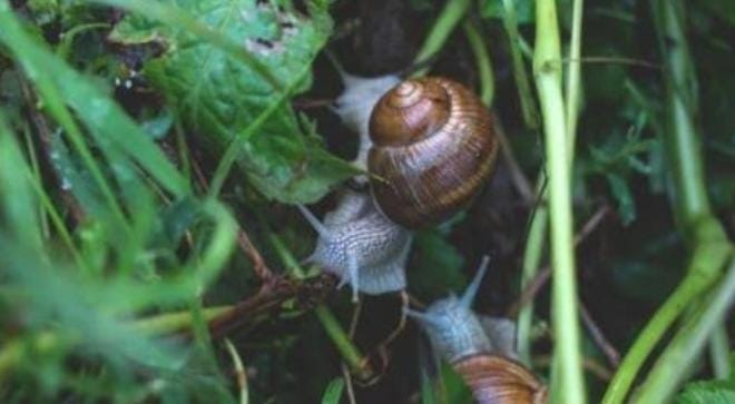 Siput membutuhkan kelembapan untuk bertahan hidup. Jadi jika cuaca tidak mendukung, mereka bisa tidur hingga 3 tahun lamanya. Foto: Repro Okezone.com