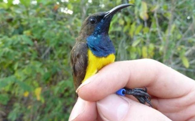 Wakatobi Sunbird adalah spesies endemik pulau-pulau kecil di Kepulauan  Wakatobi, di lepas pantai Sulawesi Tenggara, Indonesia. Foto: Repro Sindonews.com