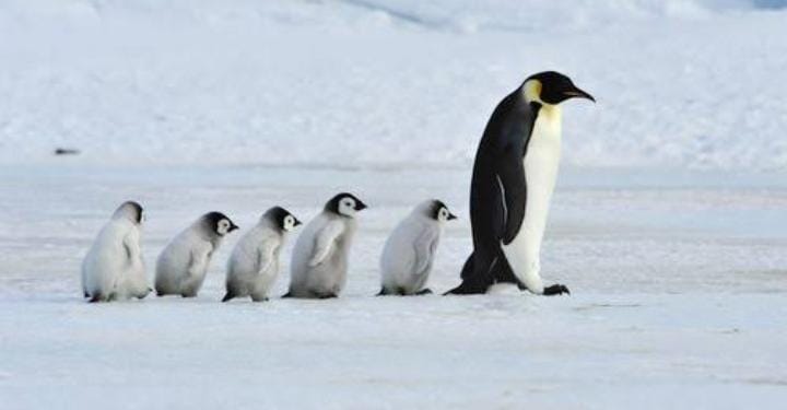 Penguin kaisar merupakan salah satu spesies penguin terbesar di dunia, masuk dalam daftar satwa yang terancam akibat perubahan iklim. Foto: Repro Okdogi.com