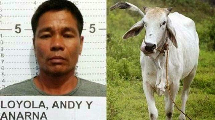 Andy ditangkap pihak berwajib akibat memperkosa seekor sapi hamil. Foto: Sripoku.com