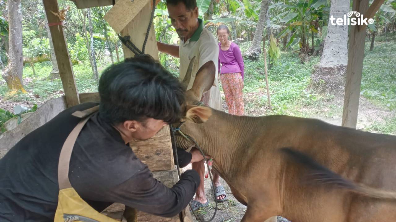 Proses pengambilan sampel darah dan suntik vaksin terhadap ternak sapi di Desa Wia-wia, Kecamatan Poli-polia, Kabupaten Kolaka Timur.  Foto : Sigit Purnomo/Telisik