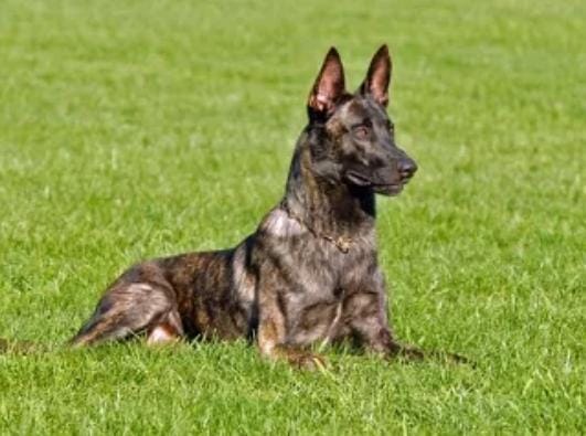 Anjing memiliki kecerdasan lebih dibandingkan dengan hewan lainnya. Foto: Repro Petguide.com
