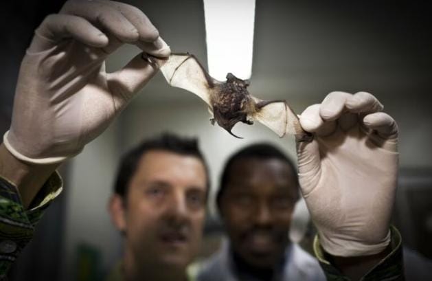 Ahli virologi menemukan virus mirip COVID-19 pada tubuh kelelawar. Penelitian ini dilakukan para peneliti China dan Australia dari Universitas Sun Yat-sen di Shenzhen. Foto: Repro arsctechnica.com