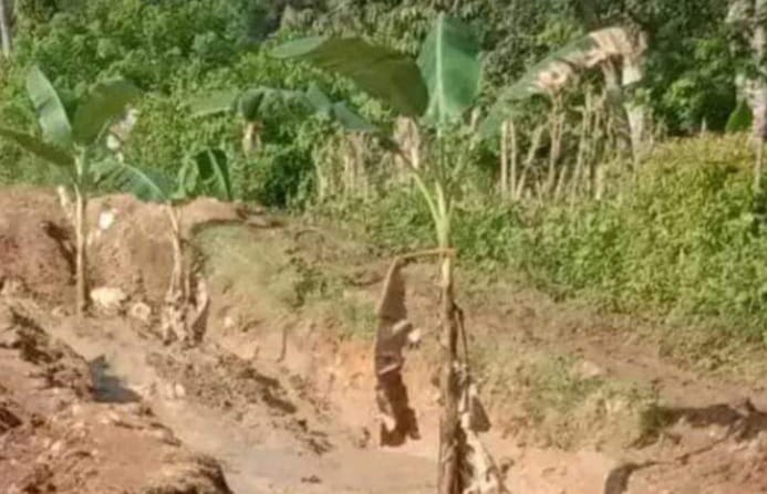Jalan provinsi di Reok Barat, Kabupaten Manggarai rusak parah. Sempat ditanami pisang oleh warga karena kesal tak diperhatikan. Foto: Ist.