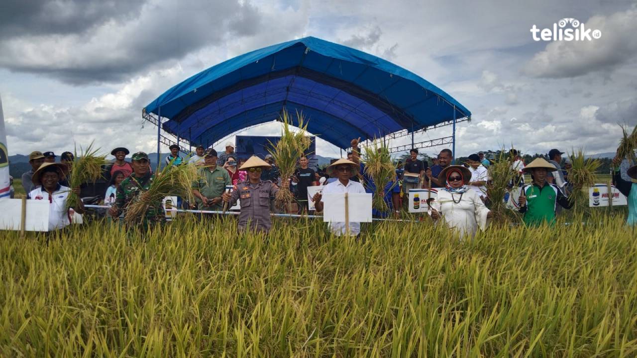 Kadis Perkebunan dan Hortikultura, Kadis Ketahanan Pangan Kabupaten Kolaka Timur, dan Kapolsek Ladongi turut serta melakukan panen raya padi di Kecamatan Ladongi. Foto: Sigit Purnomo/Telisik
