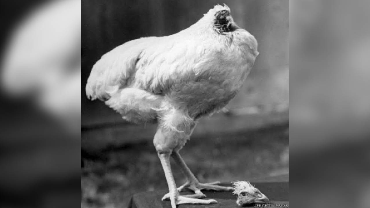 Mike, seekor ayam yang sudah dipenggal kepalanya namun masih tetap hidup. Foto: Repro BBC News Indonesia