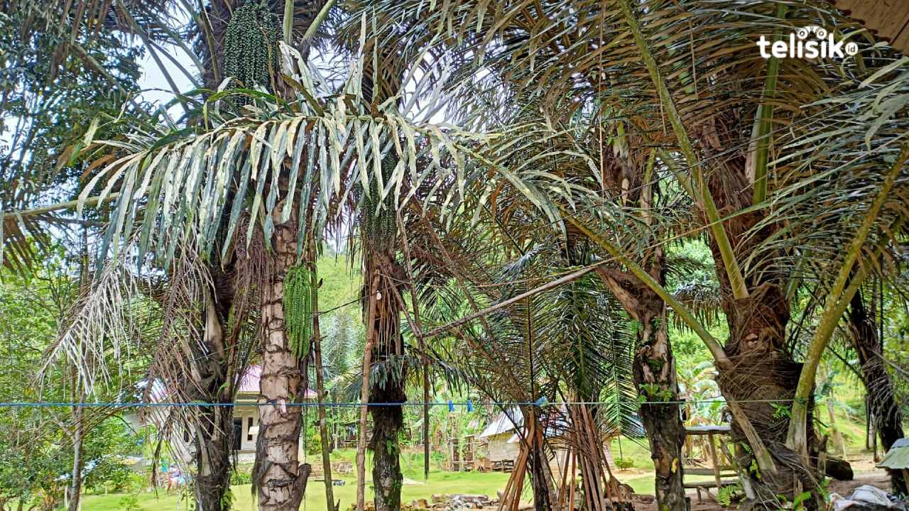 Tumbuhan bernama latin Arenga Pinnata tumbuh subur di negara tropis, namun pemanfaatannya di masyarakat hanya sebatas minuman tradisional beralkohol. Foto: Ahmad Jaelani/Telisik