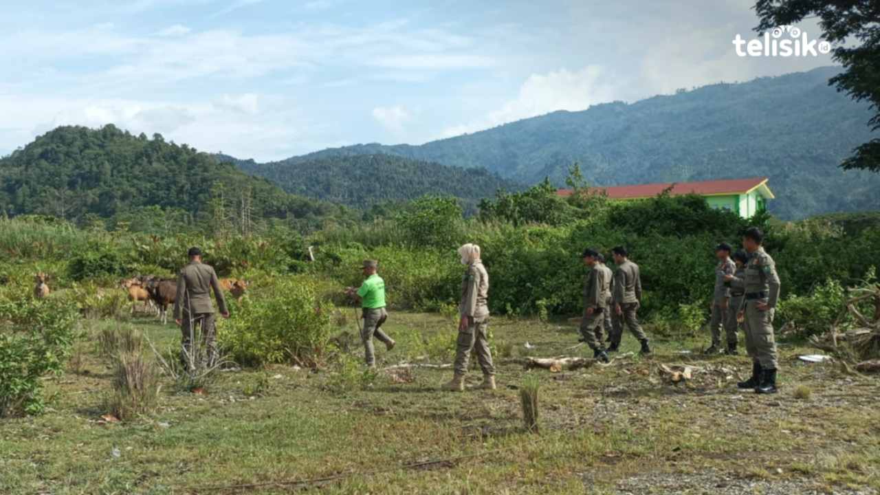 Para anggota Satpol PP menertibkan ternak sapi yang dianggap mengganggu pemandangan kota di Kolaka Utara. Foto: Muh Risal H/Telisik