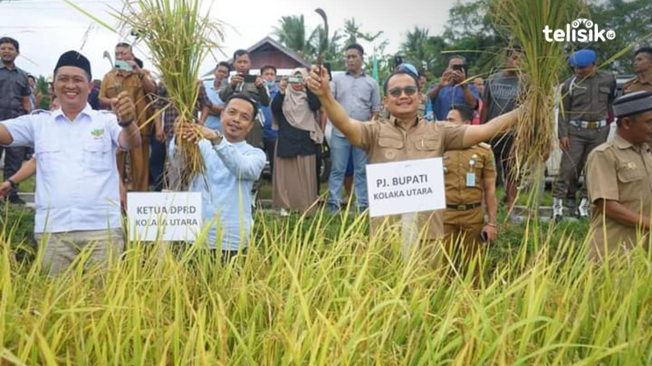Penjabat Bupati Kolaka Utara Parinringi bersama Ketua DPRD Kolaka Utara Buhari dan anggota Fraksi PKB, Martani Mustafa meresmikan panen padi sawah di Kecamatan Wawo. Foto: Muh Risal H/Telisik