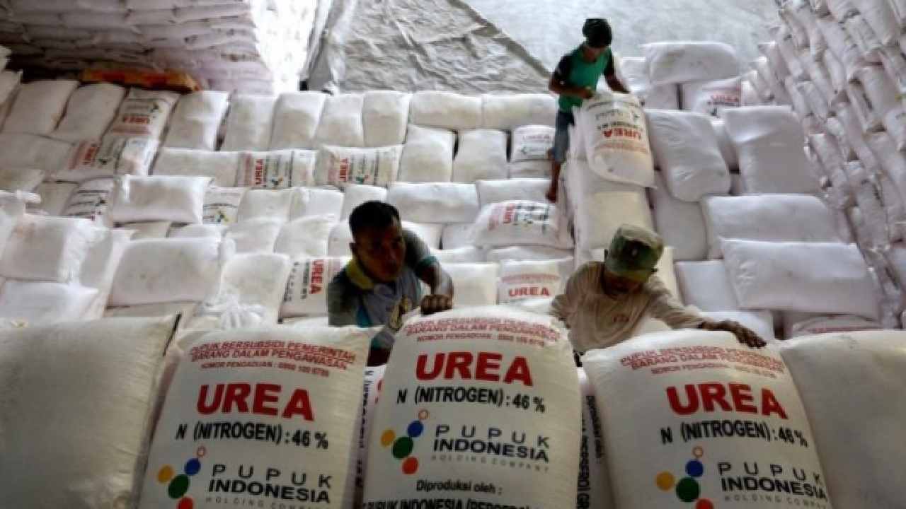 Tahun ini Kolaka Utara mendapat jatah 9.212 ton pupuk subsidi dari pemerintah pusat. Foto: Agroindonesia.co.id