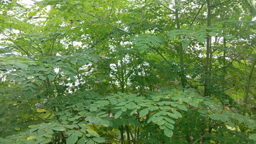 Daun kelor memiliki banyak manfaat, di antaranya menurunkan gula darah, menurunkan kadar kolesterol dan anti oksidan. Foto: Ist.