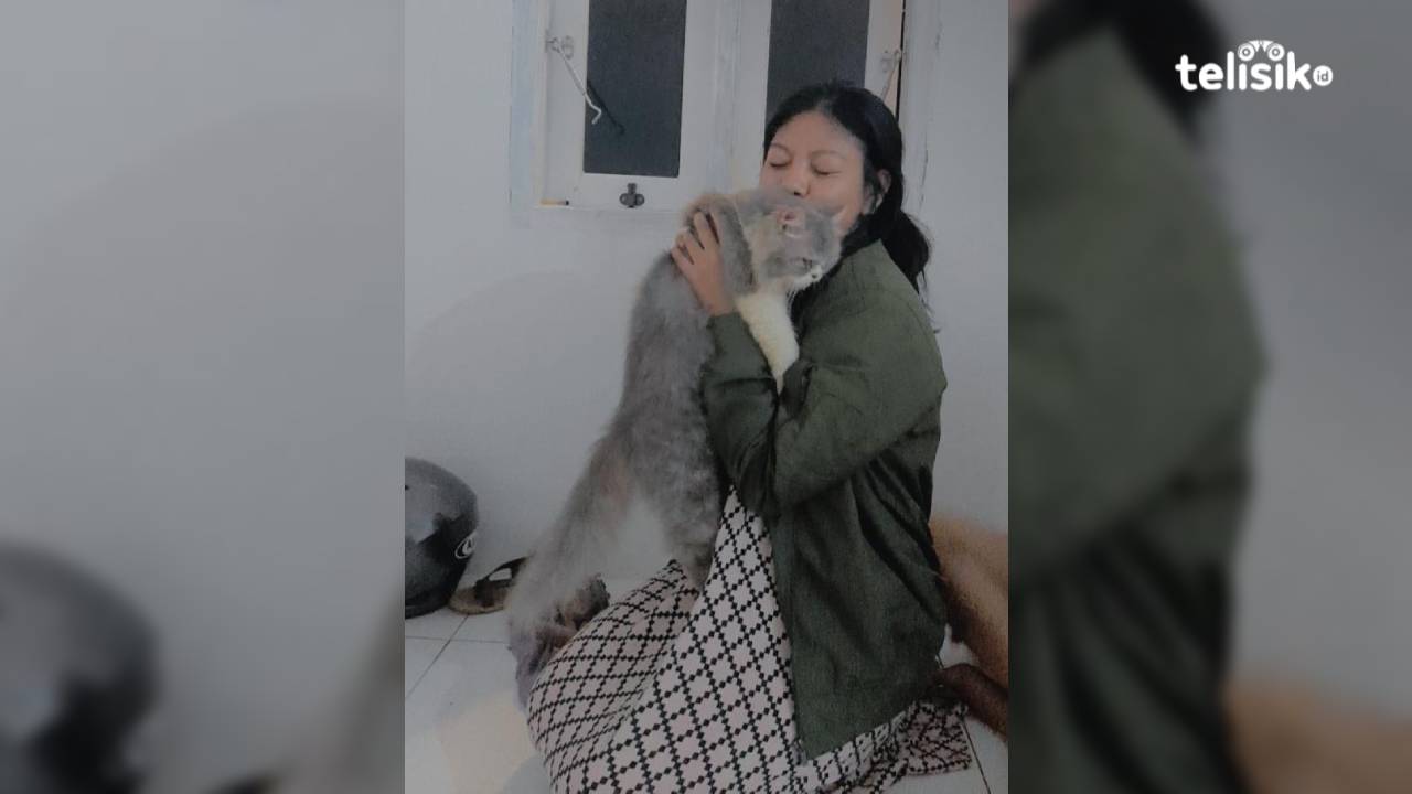 Kucing Persia sangat baik dan mudah diajak bergaul, sehingga sangat cocok dijadikan hewan peliharaan. Foto: Ahmad Jaelani/Telisik
