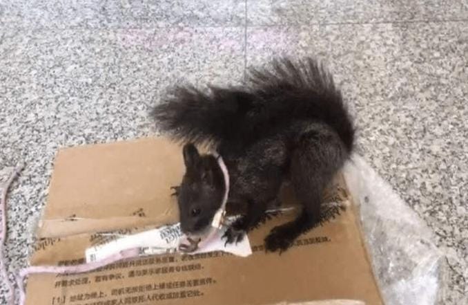 Brigade Anjing Polisi dari Detasemen Polisi Kriminal di Distrik Hechuan, Chongqing, China Barat Daya telah mulai menggunakan tupai yang terlatih khusus untuk mendeteksi penyelundupan narkoba. Foto: Repro Harianjogja.com